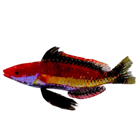 Naoko's Fairy Wrasse Male