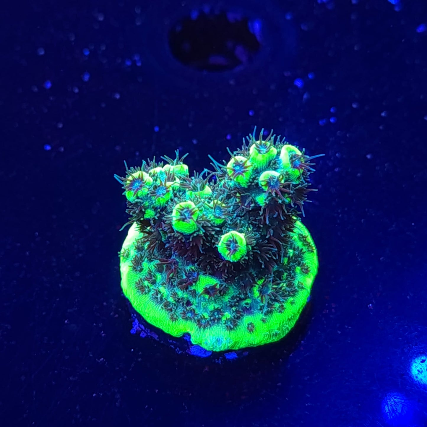 Ora Green Planet Acropora