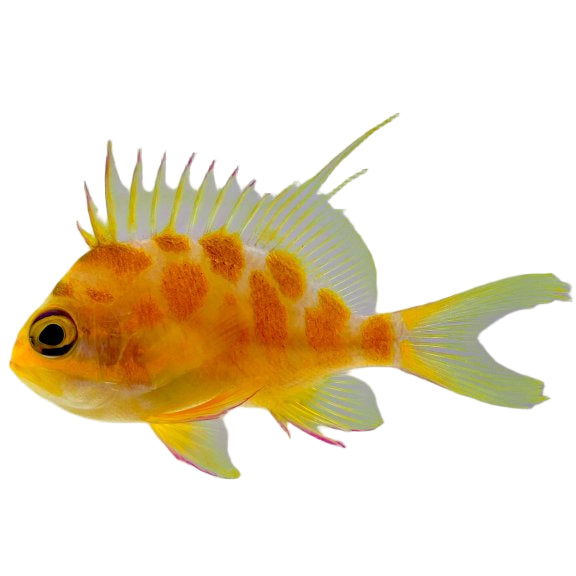 Blotchy Anthias