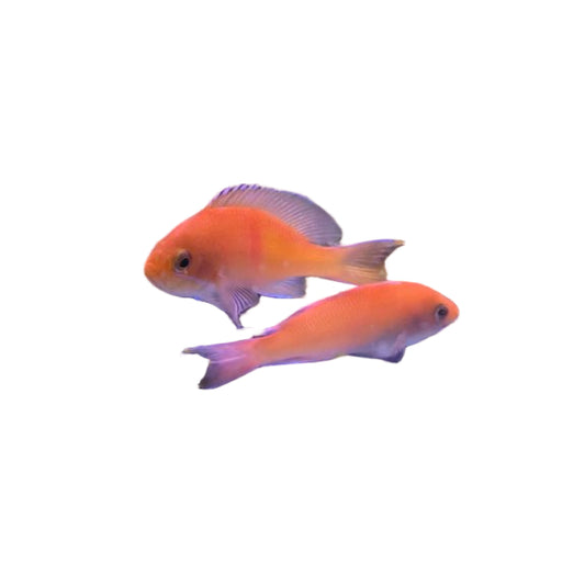 Orange Bar Anthias