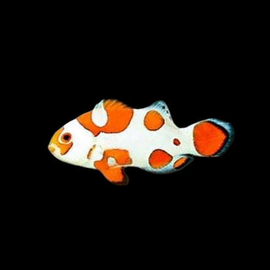 Orange Storm Clownfish, Captive-Bred