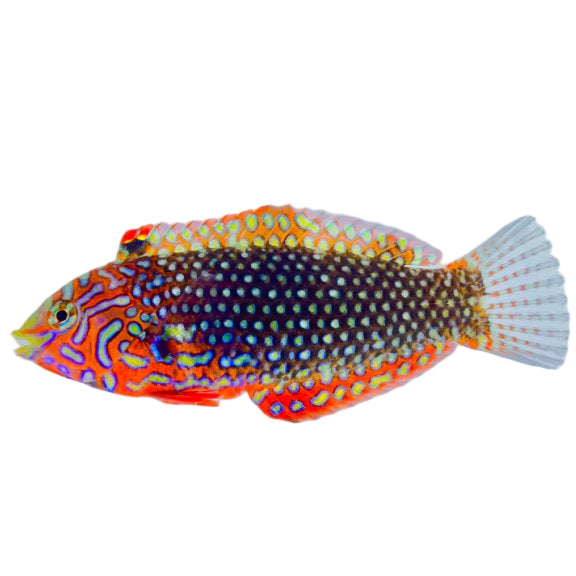 Ornate Leopard Wrasse