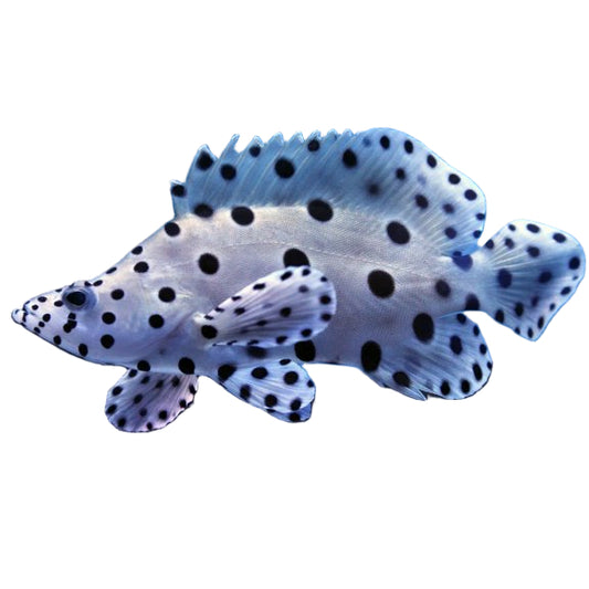 Panther Grouper