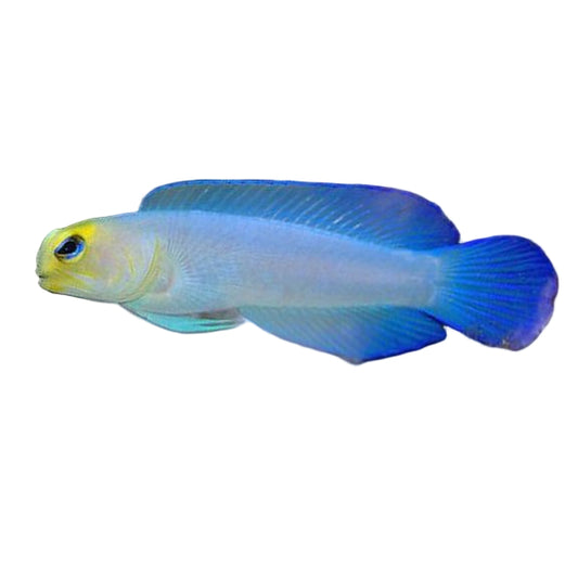 Pearly Jawfish