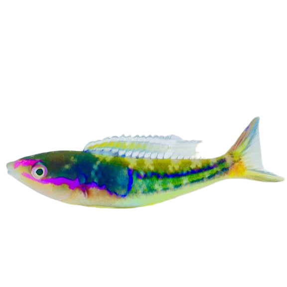 Royal Pencil Wrasse