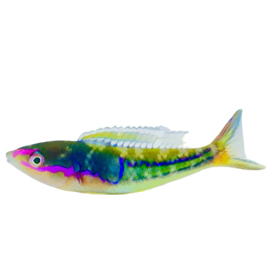 Royal Pencil Wrasse