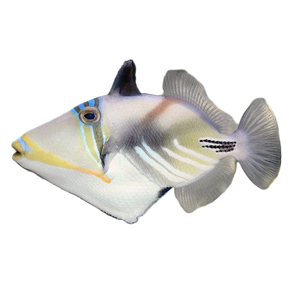 Picasso triggerfish