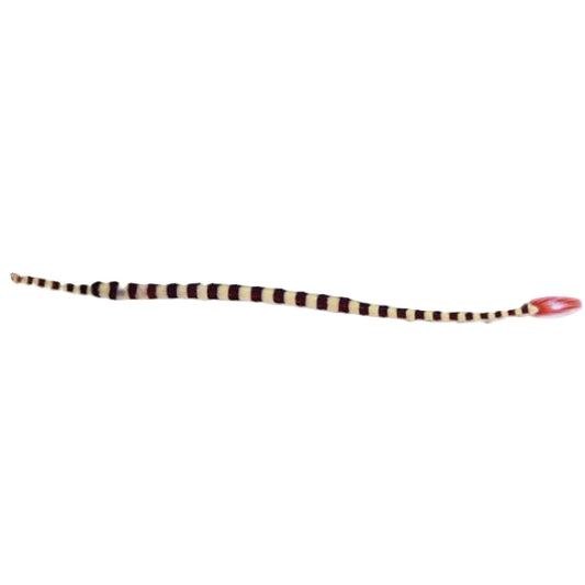 Banded Pipe Fish