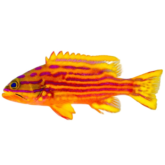 Pollenei Grouper