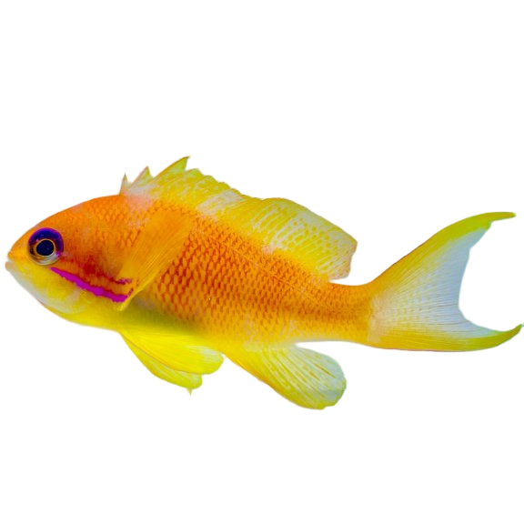 Lyretail Anthias Female