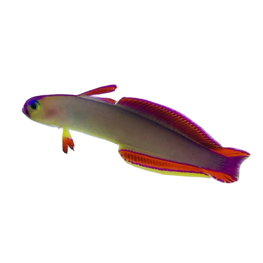 Purple Firefish Goby