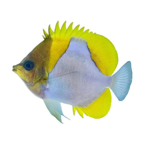 Pyramid Butterflyfish