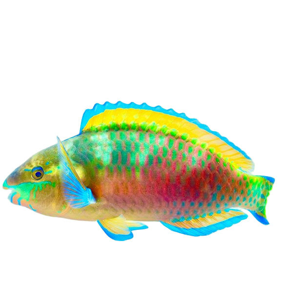 Quoyi Parrotfish