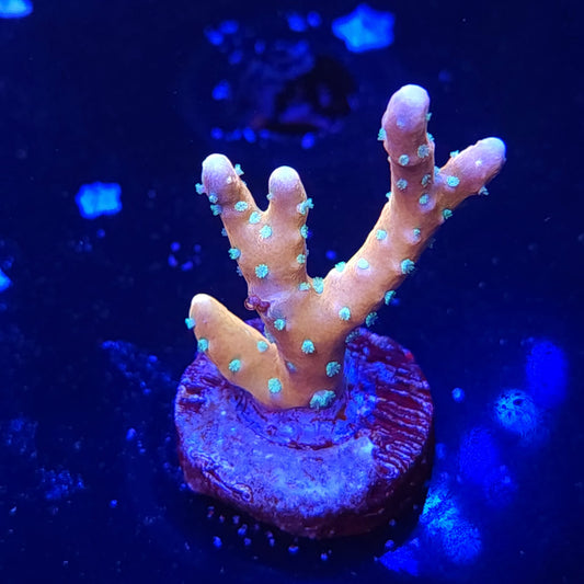 RRC Tropicana Anacropora