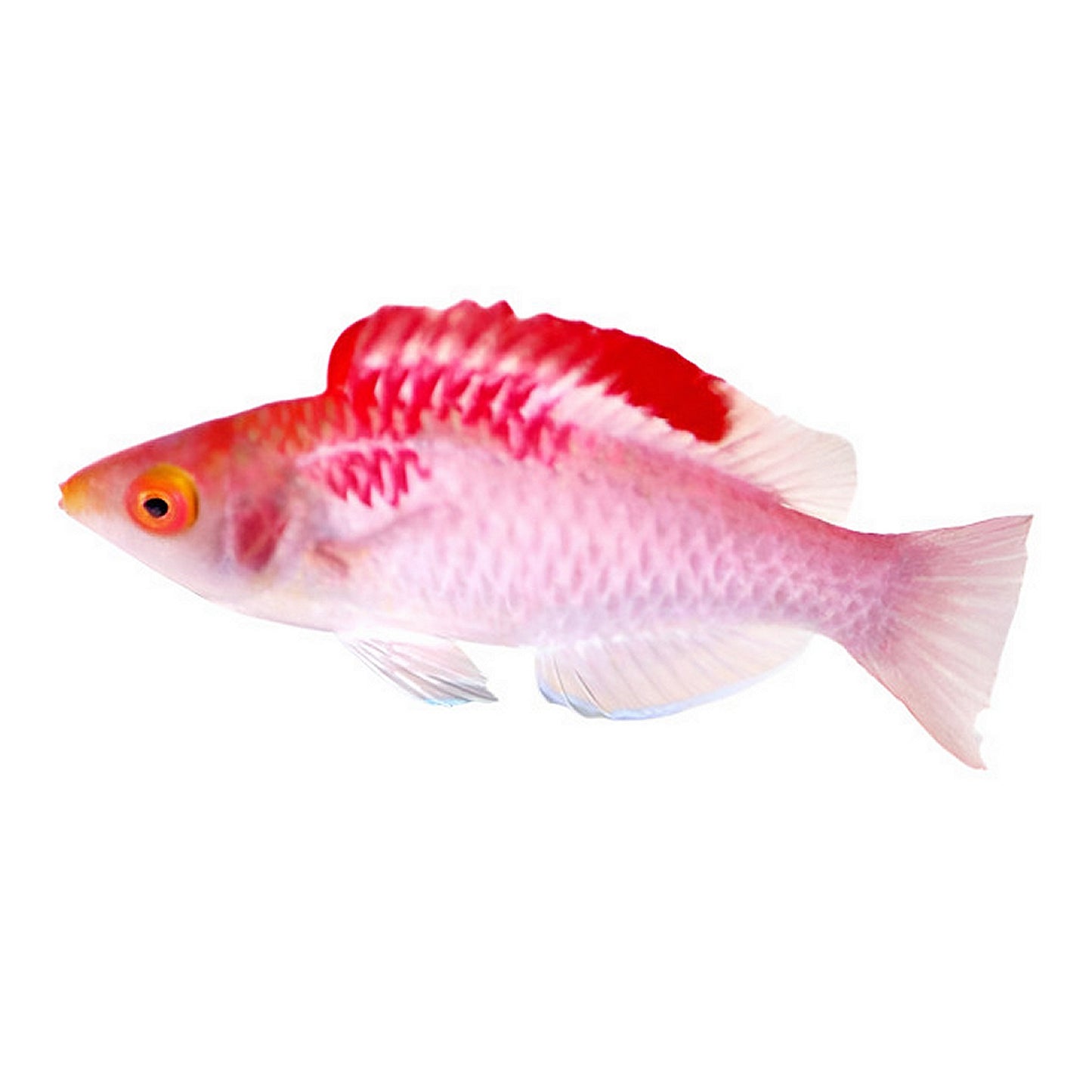 Red-Fin Fairy Wrasse