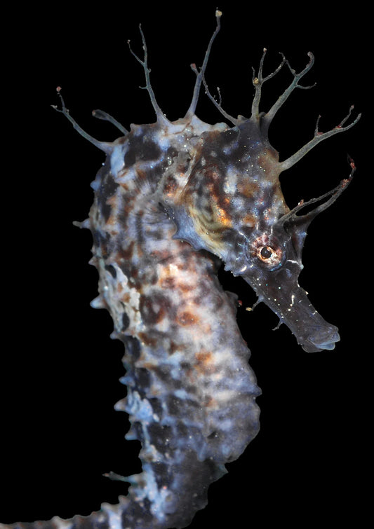 Saddled Erectus Seahorse