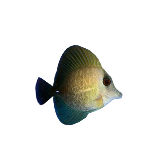 Scopas Tang
