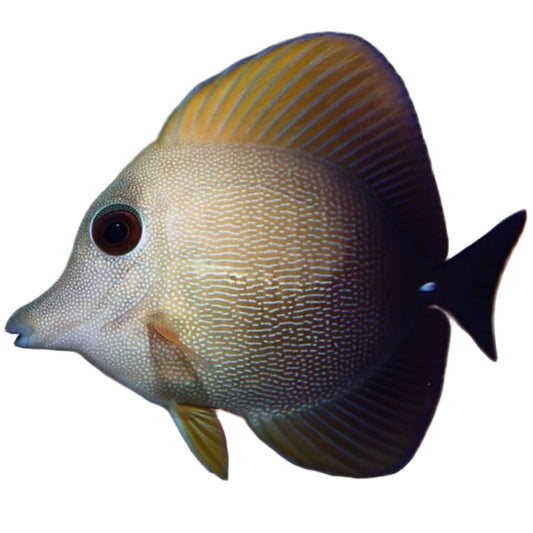 Scopas Tang
