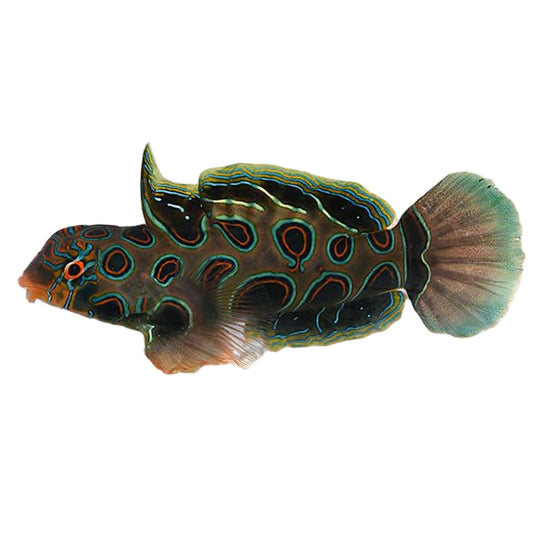 Spotted Mandarin