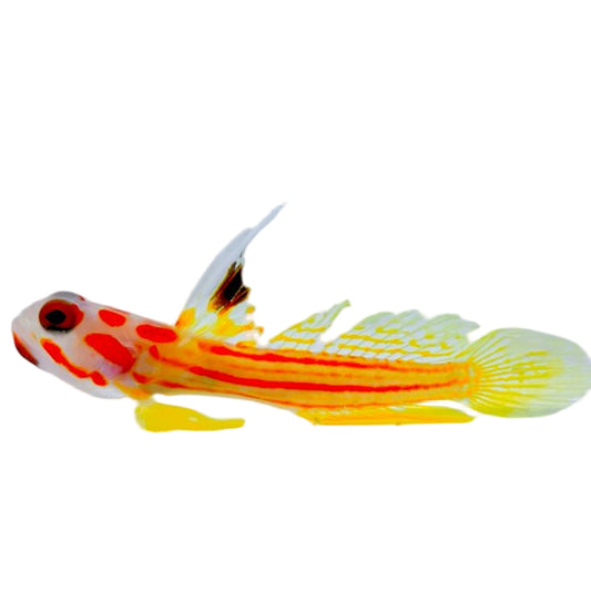 Yasha Goby