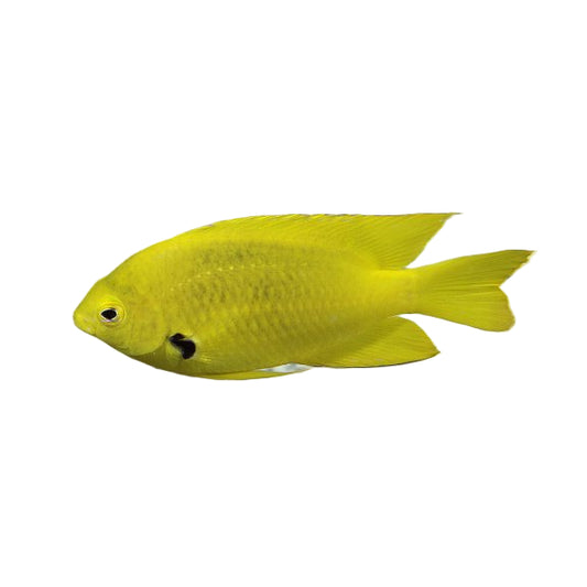 Sulphur Damsel