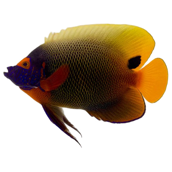 Sumatra Blueface Angelfish Adult SHOW
