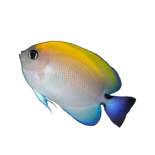 Captive Bred Black spot swallowtail angelfish