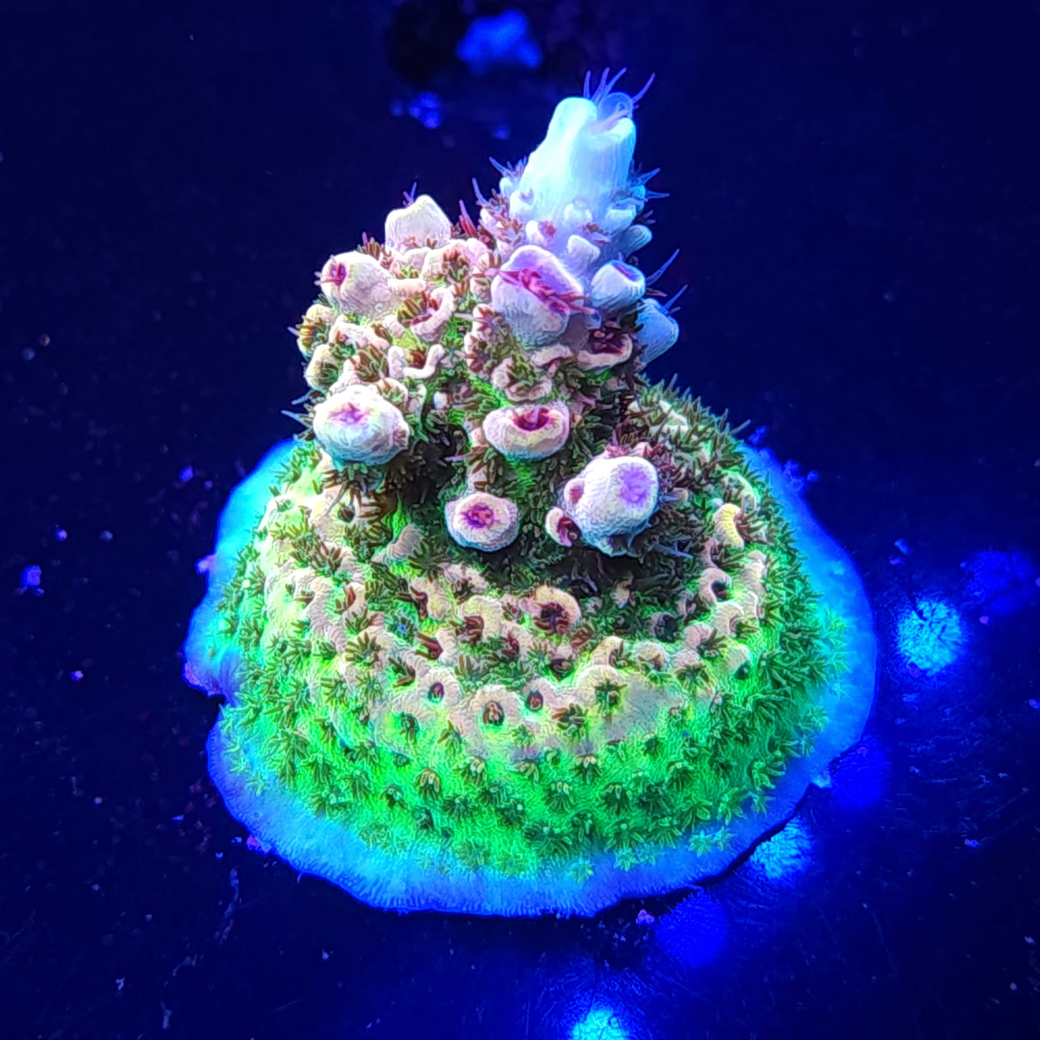 TSA Rainbow Sherbet – Reef Pro
