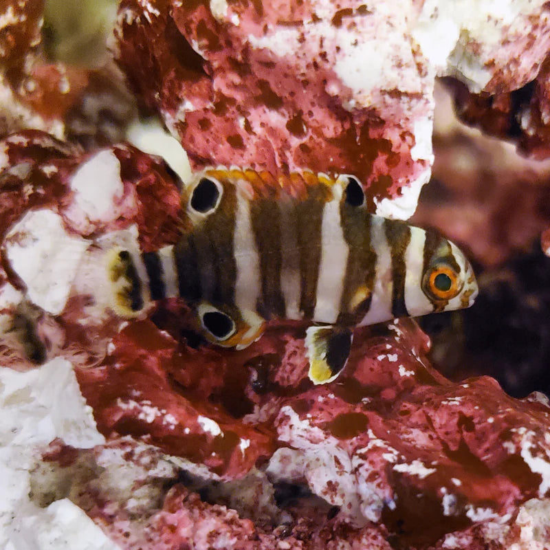 Captive Bred Harlequin Tusk Juvenile