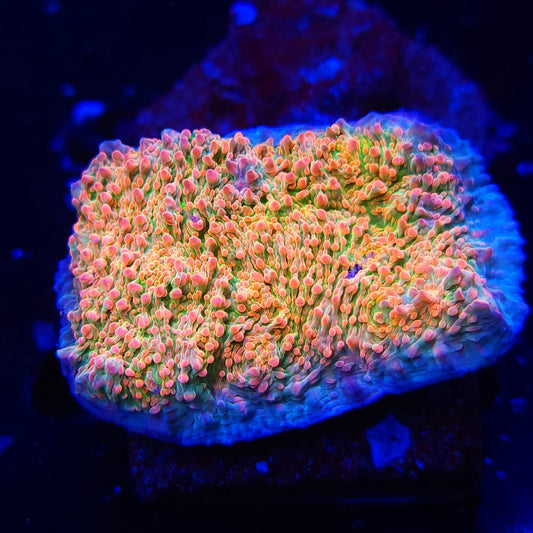 Unique Corals Cupping Chalice