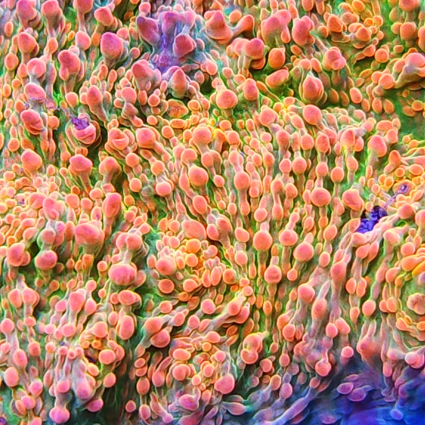 Unique Corals Cupping Chalice