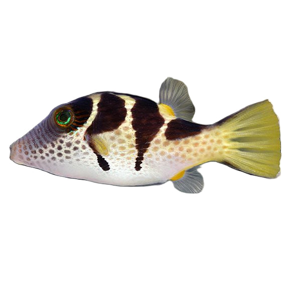Saddle Valentini Puffer