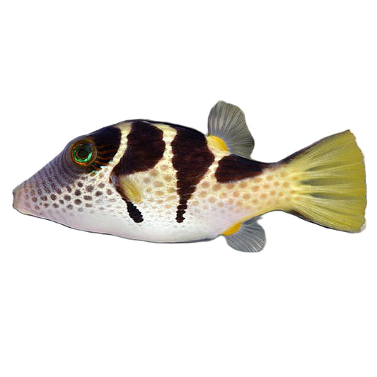 Saddle Valentini Puffer
