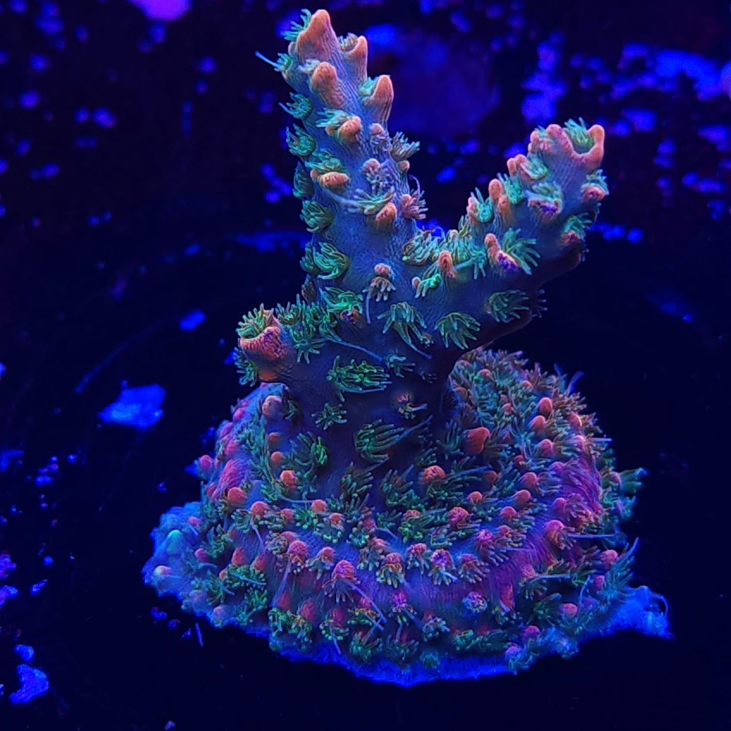 Voodoo Magic
