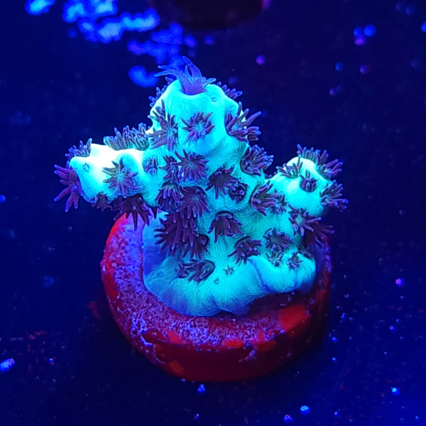 WWC Cookie Monster