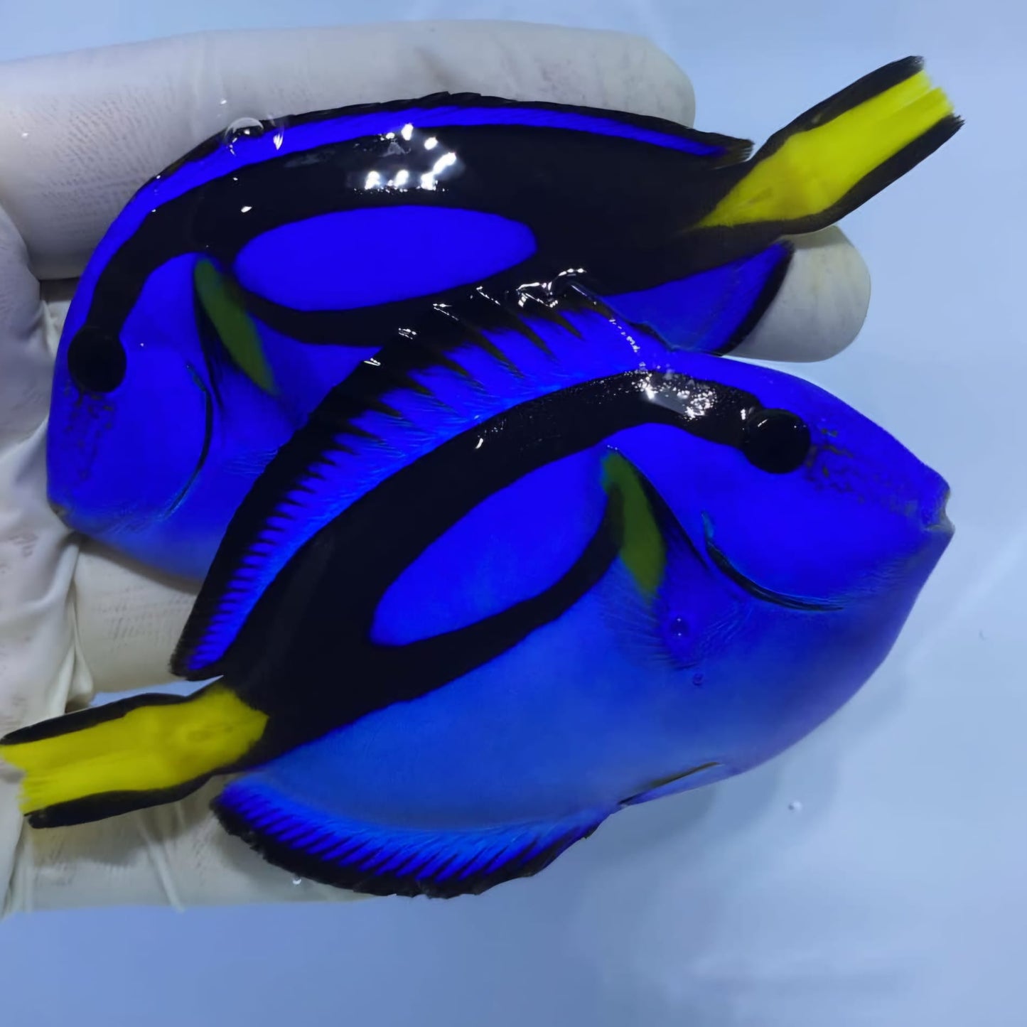 Blue Hippo Tang