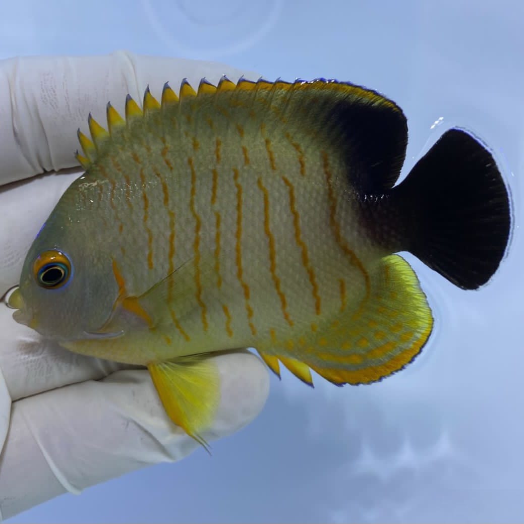 Eibli Angelfish