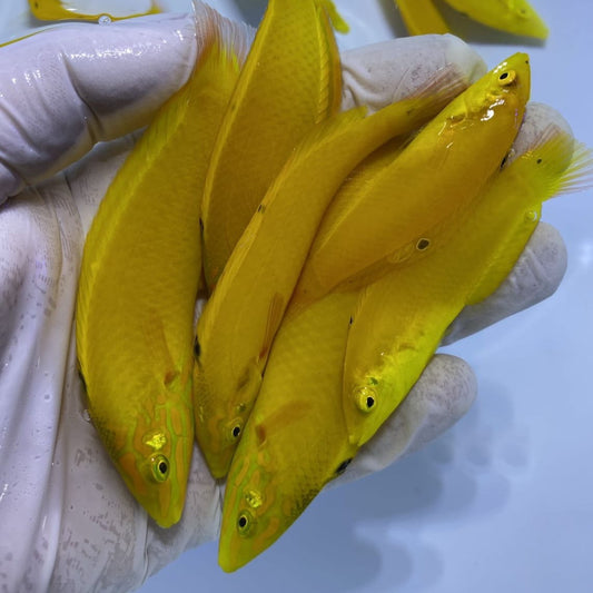 Yellow Coris Wrasse