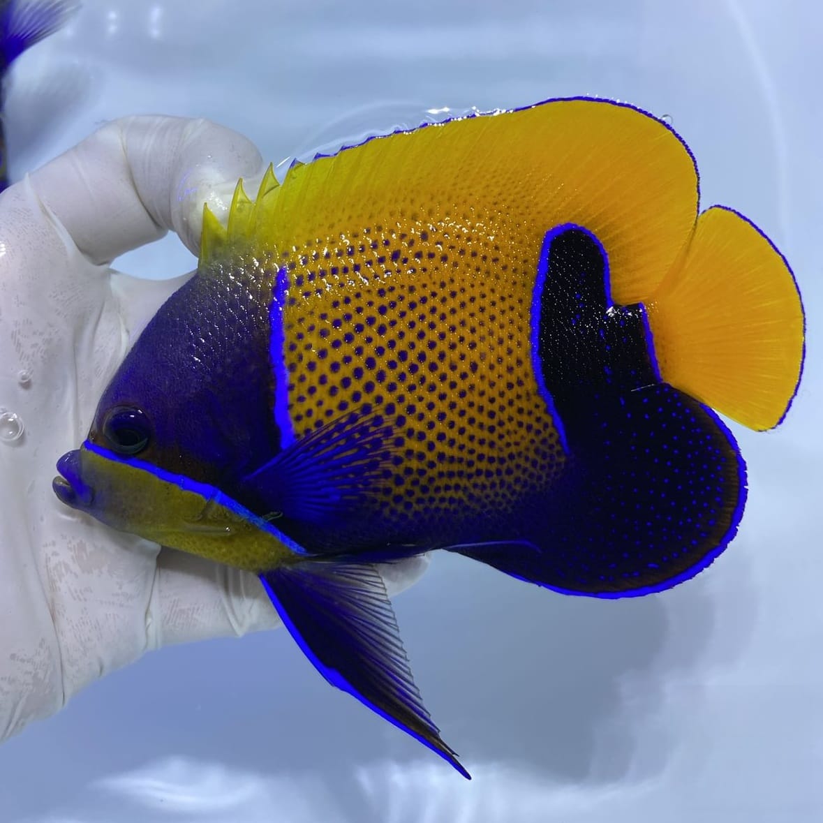 Majestic Angelfish