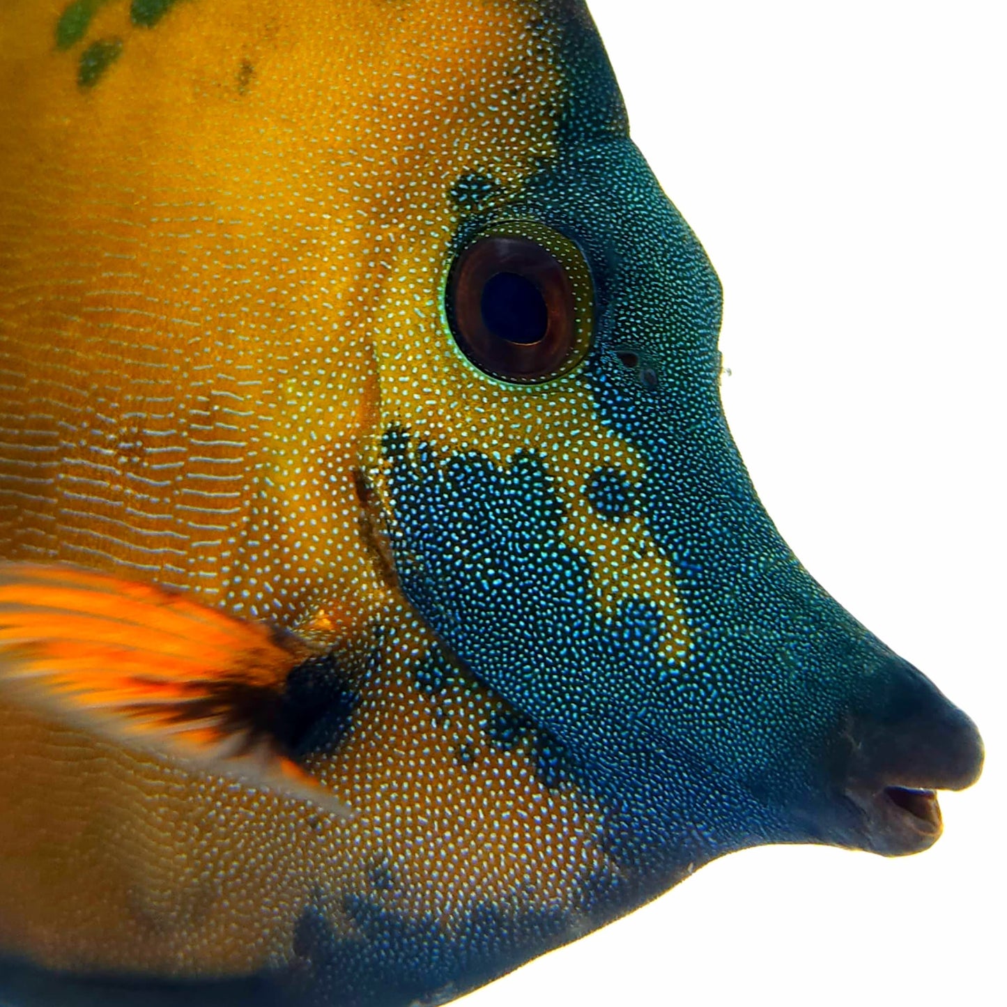 Blue Face Koi Scopas Tang WYSIWYG