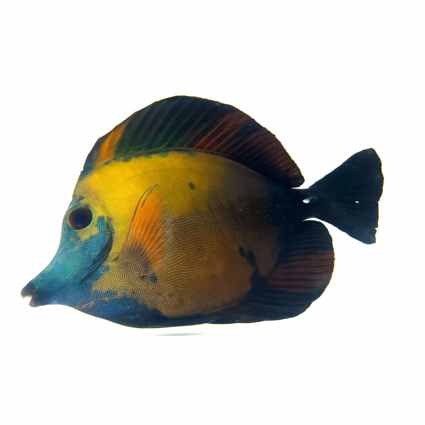 Blue Face Koi Scopas Tang WYSIWYG