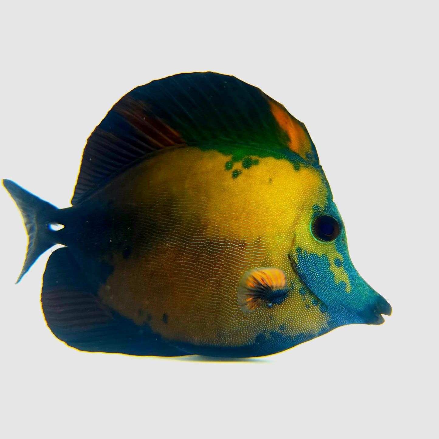 Blue Face Koi Scopas Tang WYSIWYG