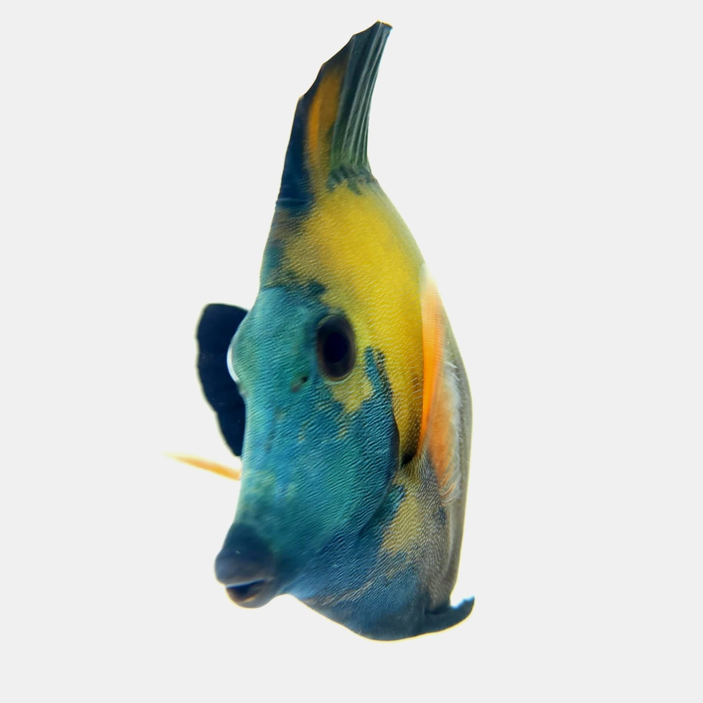 Blue Face Koi Scopas Tang WYSIWYG