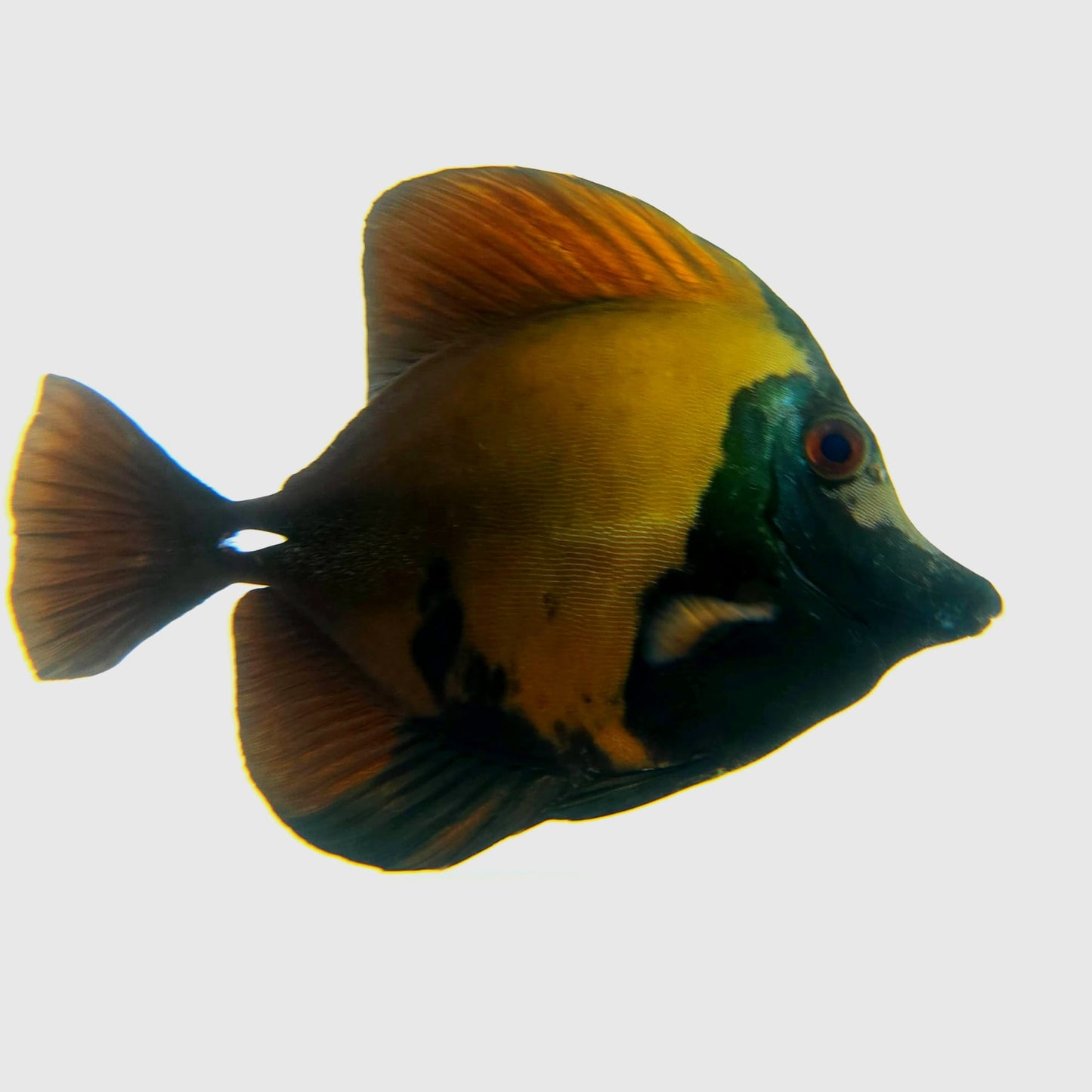 Blue Face Koi Scopas Tang WYSIWYG