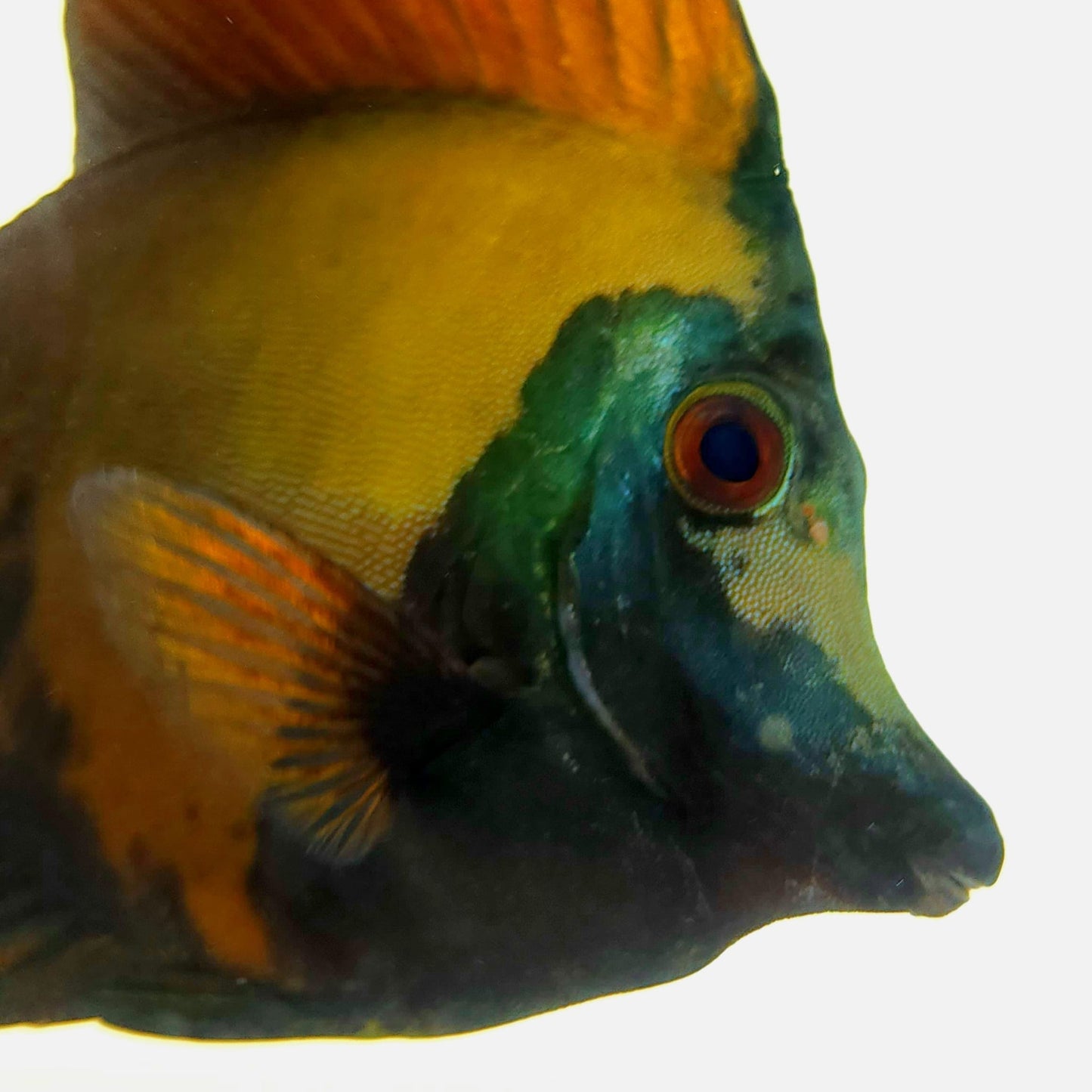 Blue Face Koi Scopas Tang WYSIWYG