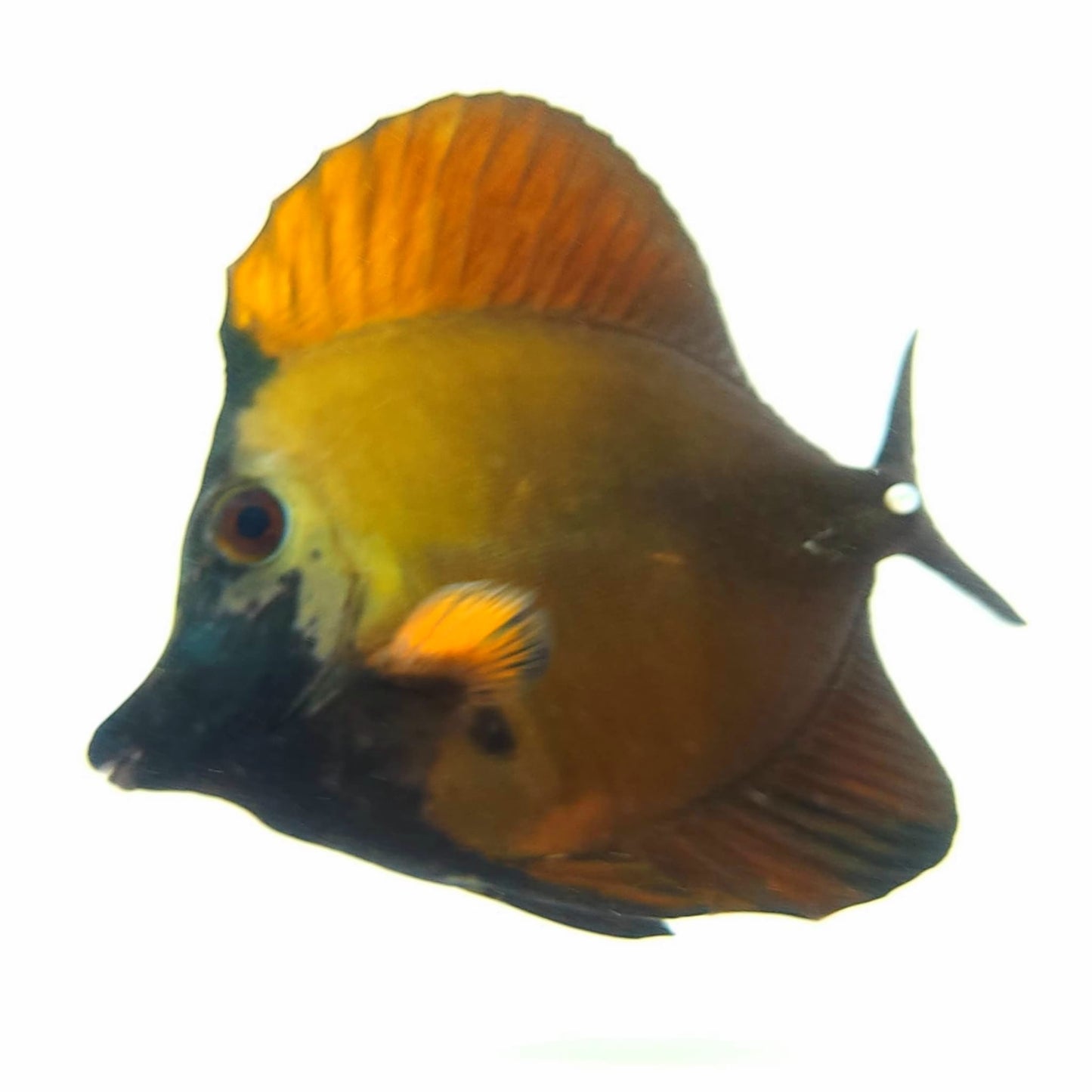 Blue Face Koi Scopas Tang WYSIWYG