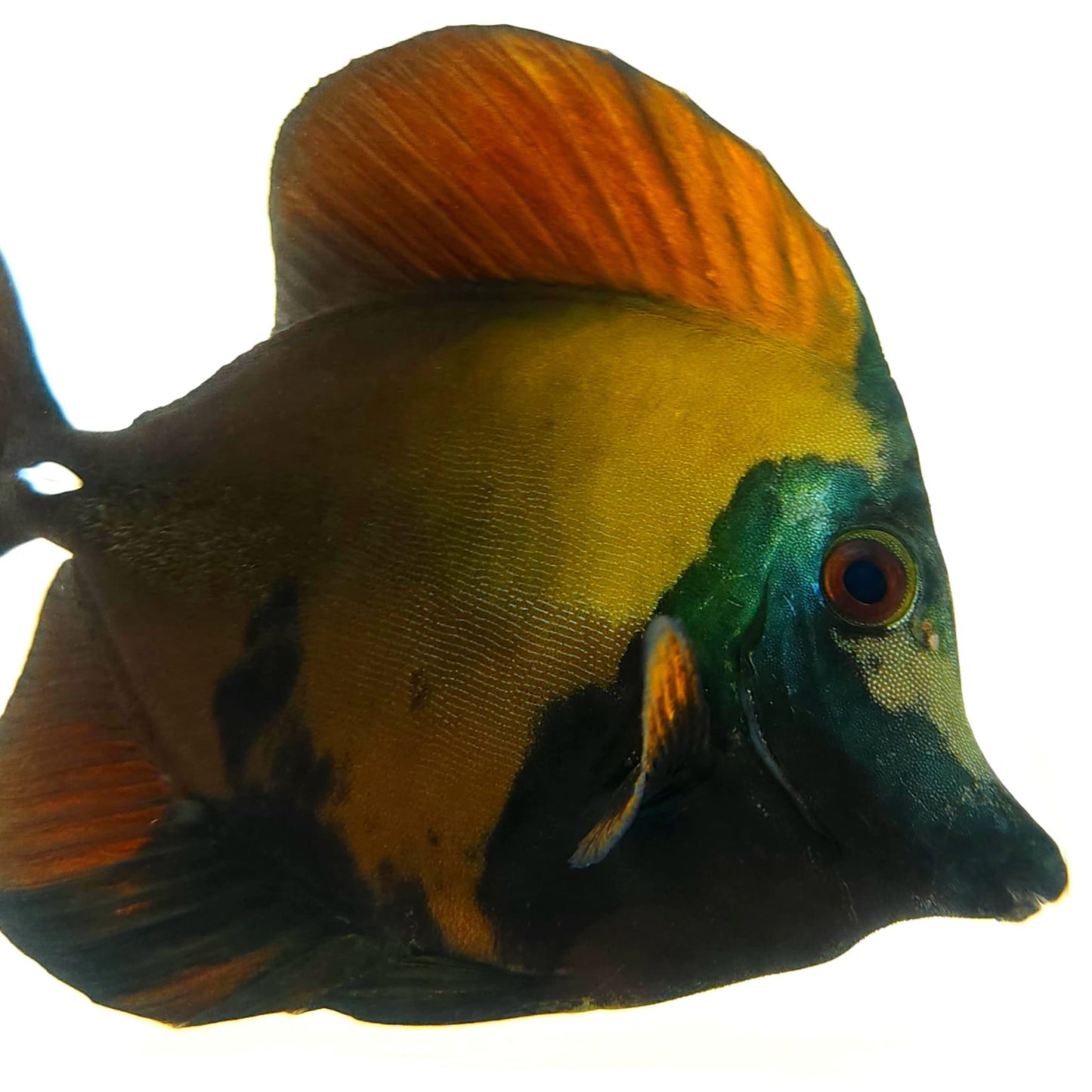 Blue Face Koi Scopas Tang WYSIWYG