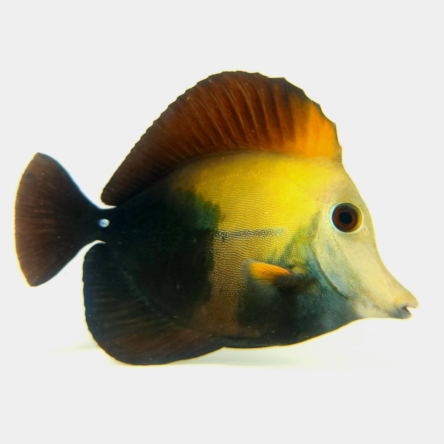 Blue Face Koi Scopas Tang WYSIWYG