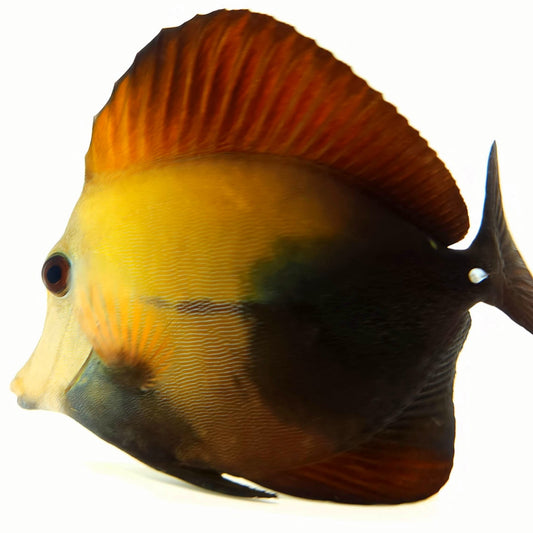 Blue Face Koi Scopas Tang WYSIWYG