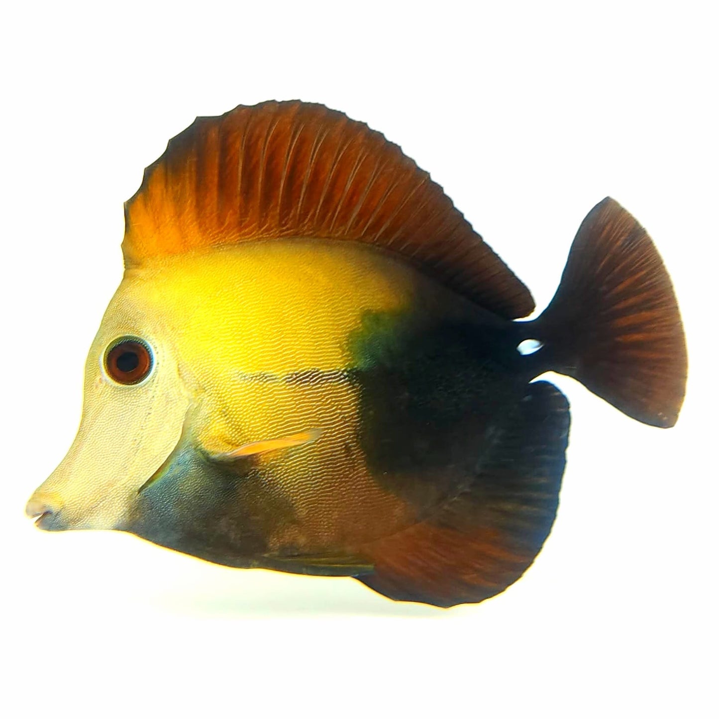 Blue Face Koi Scopas Tang WYSIWYG